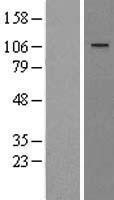 NBL1-17892 - WWP1 Lysate