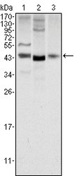 NBP1-51575 - WNT1