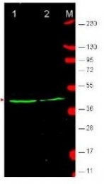 NBP1-77948 - WNT1