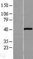 NBL1-17861 - Wnt10a Lysate