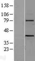 NBL1-17869 - Wnt3 Lysate