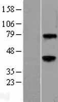 NBL1-17870 - Wnt3a Lysate