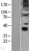 NBL1-17875 - Wnt6 Lysate