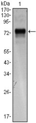 NBP1-47485 - XBP1 / TREB5