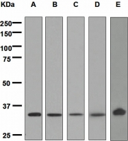 NBP1-95395 - XBP1 / TREB5