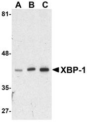 NBP1-77253 - XBP1 / TREB5