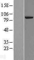 NBL1-10320 - XPD Lysate