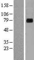 NBL1-17909 - XPNPEP2 Lysate
