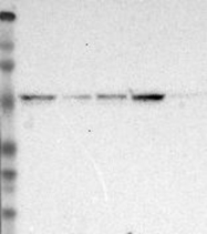 NBP1-89030 - XPNPEP3