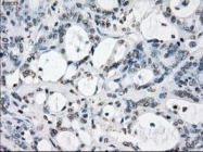 NBP1-48053 - XRCC4