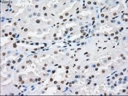 NBP1-48053 - XRCC4