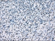 NBP1-48053 - XRCC4