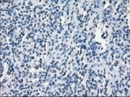 NBP1-48053 - XRCC4