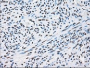 NBP1-48053 - XRCC4