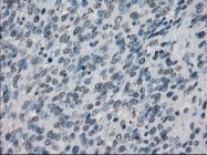 NBP1-48053 - XRCC4