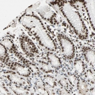 NBP1-89463 - XRCC4