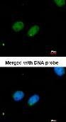 NBP1-30878 - XRCC4