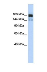 NBP1-57281 - XRN1 / SEP1