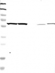 NBP1-86890 - YARS