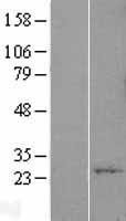 NBL1-17929 - YIF1A Lysate