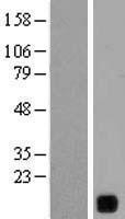 NBL1-12616 - YIF1B Lysate