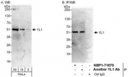 NBP1-71870 - VPS72