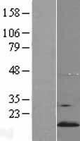 NBL1-17941 - YPEL5 Lysate