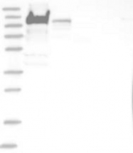 NBP1-81353 - YTHDC1