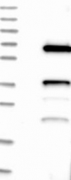 NBP1-85260 - YY1