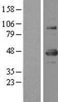 NBL1-17953 - YY1 Lysate