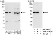 NBP1-46218 - YY1