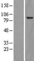 NBL1-17954 - YY1AP1 Lysate