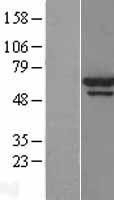 NBL1-17928 - Yes1 Lysate