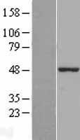 NBL1-17961 - Z DNA binding protein Lysate