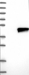 NBP1-82679 - ZADH2