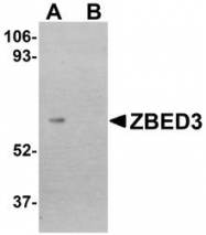 NBP1-77348 - ZBED3