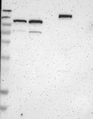NBP1-80581 - ZBTB11