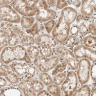 NBP1-88786 - ZBTB2