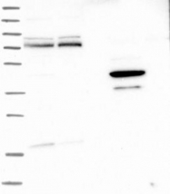 NBP1-88787 - ZBTB2