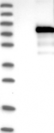 NBP1-88788 - ZBTB2