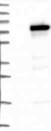 NBP1-88789 - ZBTB2