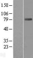 NBL1-17965 - ZBTB22 Lysate