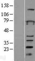 NBL1-17968 - ZBTB3 Lysate