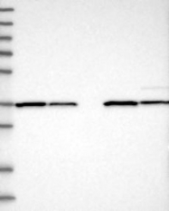 NBP1-81151 - ZBTB37