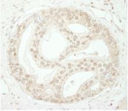 NBP1-06564 - ZBTB40