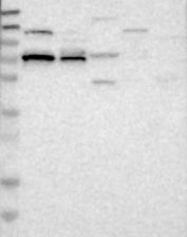 NBP1-88506 - BTBD4 / ZNF340