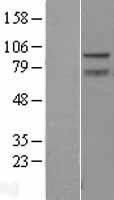 NBL1-17976 - ZBTB5 Lysate