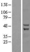 NBL1-17981 - ZC3H10 Lysate