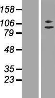 NBL1-17982 - ZC3H11A Lysate