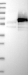 NBP1-81312 - ZC3H15